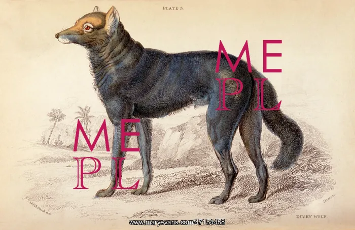  : Dusky wolf (Lupus Nubilus)