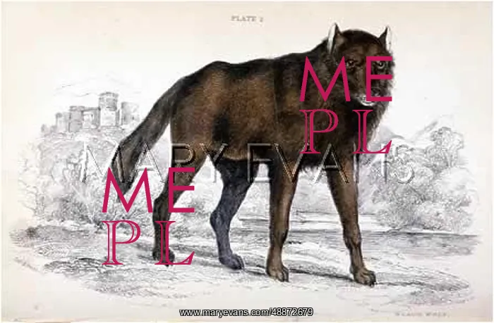 : Dusky wolf (Lupus Nubilus) : Dusky wolf (Lupus Nubilus)