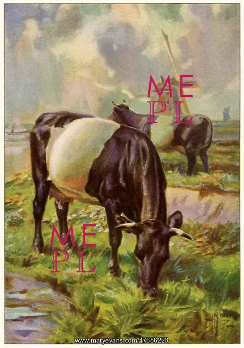 : Dutch Belted Cows