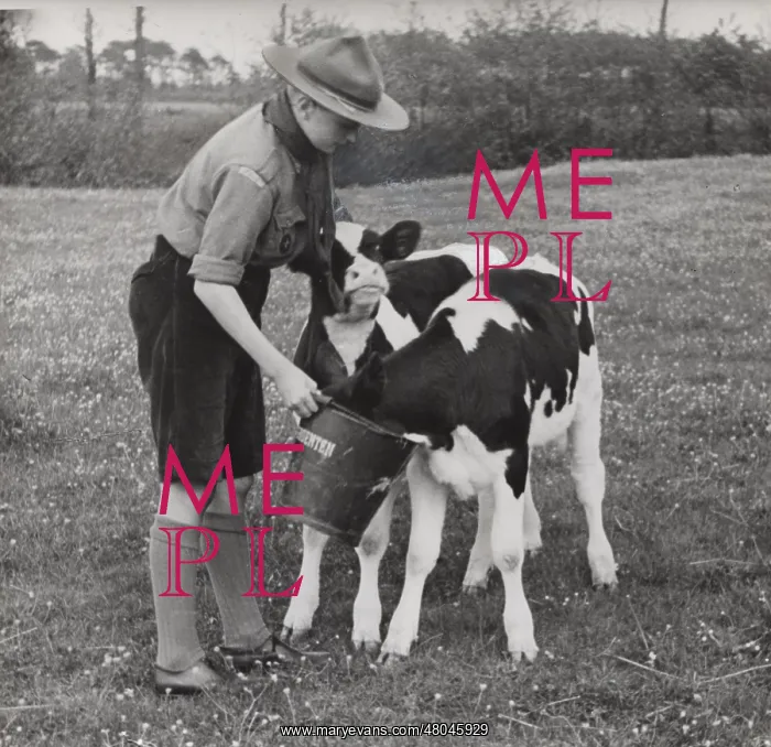 : Dutch boy scout feeding two calves in a field