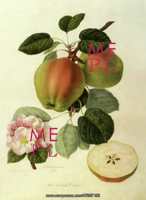 : Dutch Codlin Apples : Dutch Codlin Apples