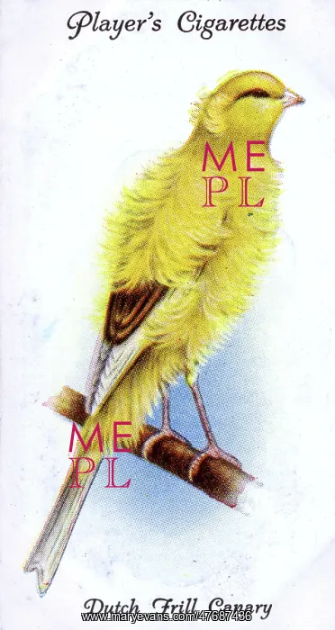  : Dutch Frill Canary
