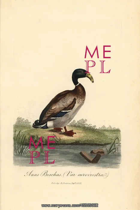 : Dutch hookbill duck, Anas boschas var curvirostra : Dutch hookbill duck, Anas boschas var curvirostra