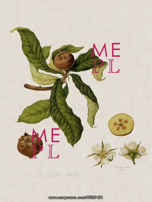  : Dutch Medlars