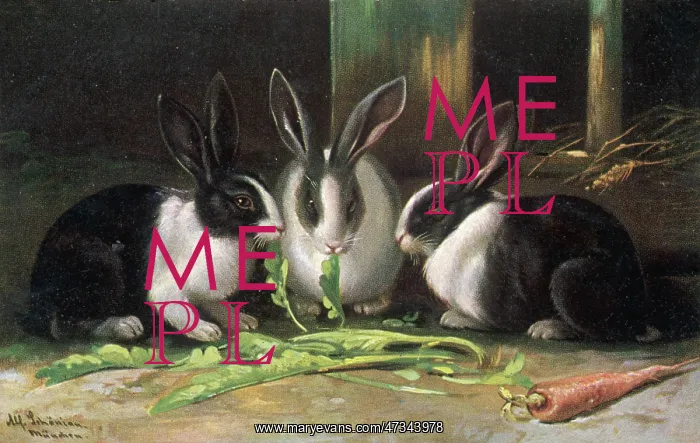  : Dutch Rabbits - 1905