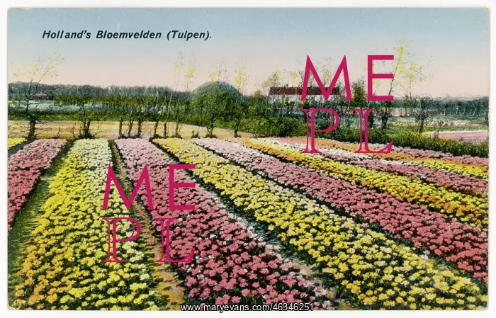 : DUTCH TULIP FIELDS : DUTCH TULIP FIELDS