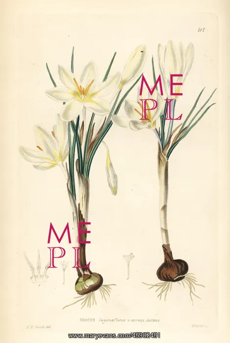 : Dutch yellow crocus, Crocus flavus : Dutch yellow crocus, Crocus flavus