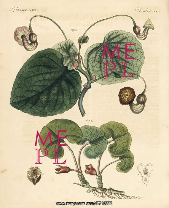 : Dutchman's pipe and asarabacca : Dutchman's pipe and asarabacca