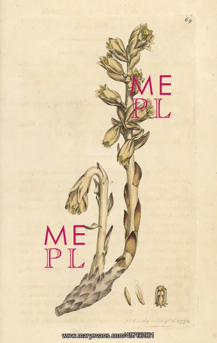 : Dutchman's pipe, Monotropa hypopitys : Dutchman's pipe, Monotropa hypopitys