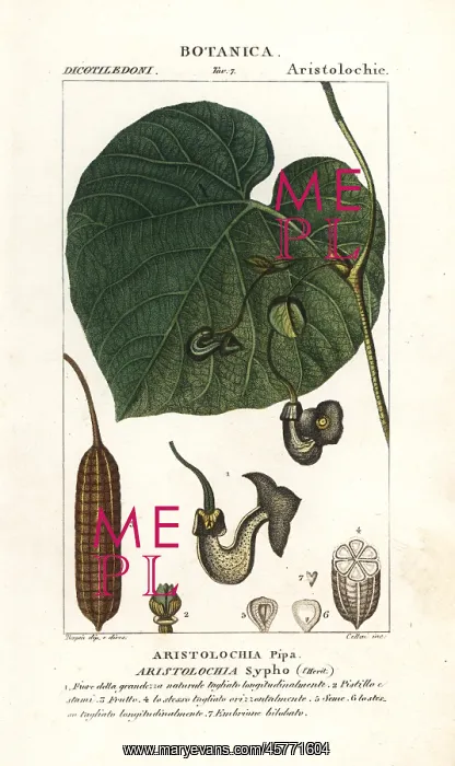 : Dutchman's pipe or pipevine, Aristolochia macrophylla : Dutchman's pipe or pipevine, Aristolochia macrophylla