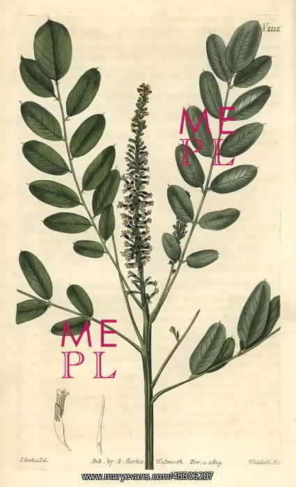 : Dwarf bastard indigo, Amorpha nana : Dwarf bastard indigo, Amorpha nana