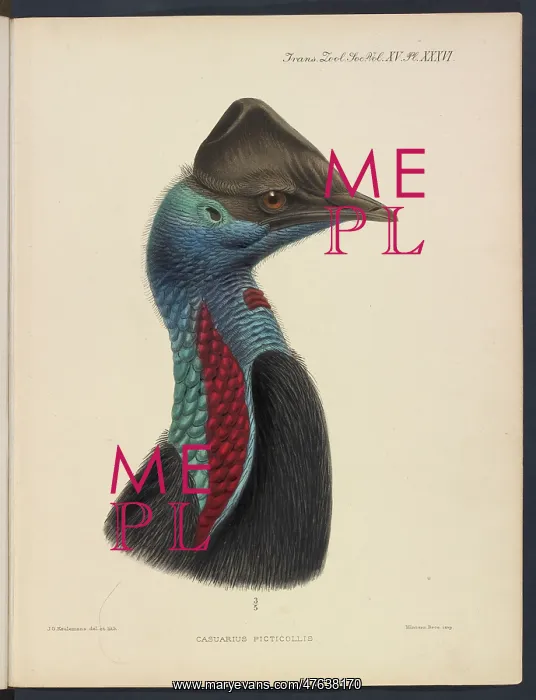 : Dwarf cassowary by JG Keulemans : Dwarf cassowary by JG Keulemans