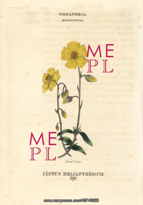 : Dwarf cistus, Cistus helianthemum : Dwarf cistus, Cistus helianthemum