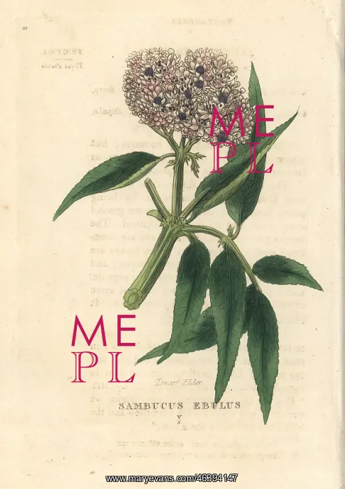 : Dwarf elder, Sambucus ebulus : Dwarf elder, Sambucus ebulus