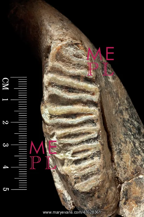 : Dwarf elephant tooth : Dwarf elephant tooth