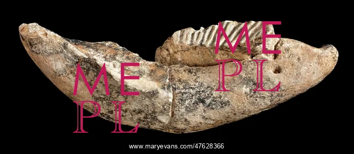 : Dwarf elephant tooth : Dwarf elephant tooth