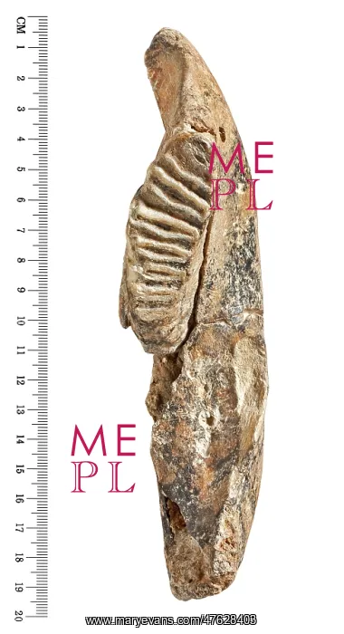 : Dwarf elephant tooth : Dwarf elephant tooth