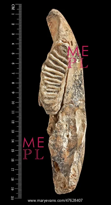 : Dwarf elephant tooth : Dwarf elephant tooth