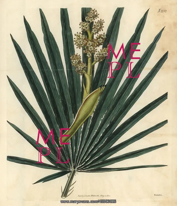 : Dwarf fan-palm, Chamaerops humilis : Dwarf fan-palm, Chamaerops humilis