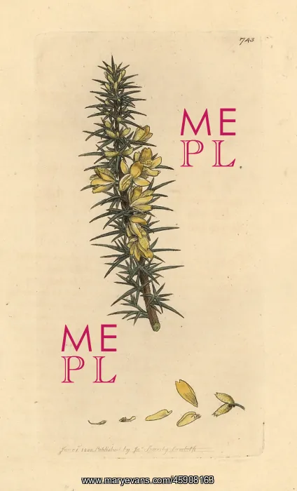 : Dwarf furze, Ulex minor : Dwarf furze, Ulex minor