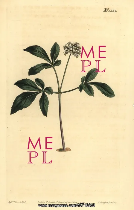 : Dwarf ginseng, Panax trifolius : Dwarf ginseng, Panax trifolius