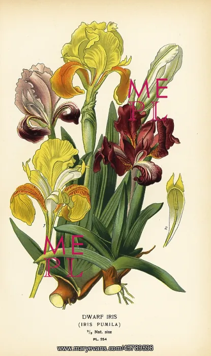 : Dwarf iris, Iris pumila : Dwarf iris, Iris pumila