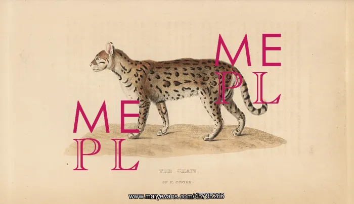: Dwarf leopard, Leopardus pardalis mitis : Dwarf leopard, Leopardus pardalis mitis
