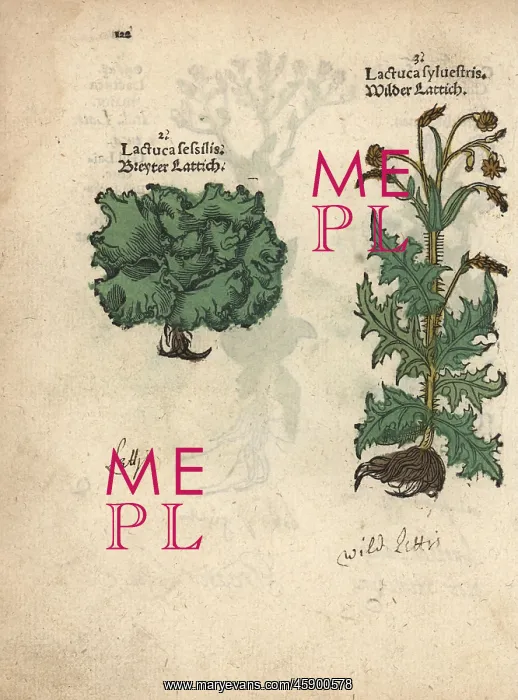 : Dwarf lettuce, Lactuca sessilis, and prickly : Dwarf lettuce, Lactuca sessilis, and prickly