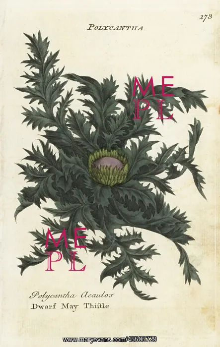 : Dwarf may thistle, Cirsium acaule : Dwarf may thistle, Cirsium acaule