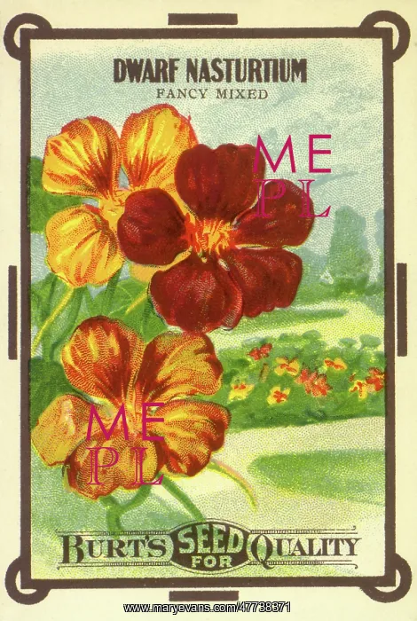  : Dwarf Nasturtiums