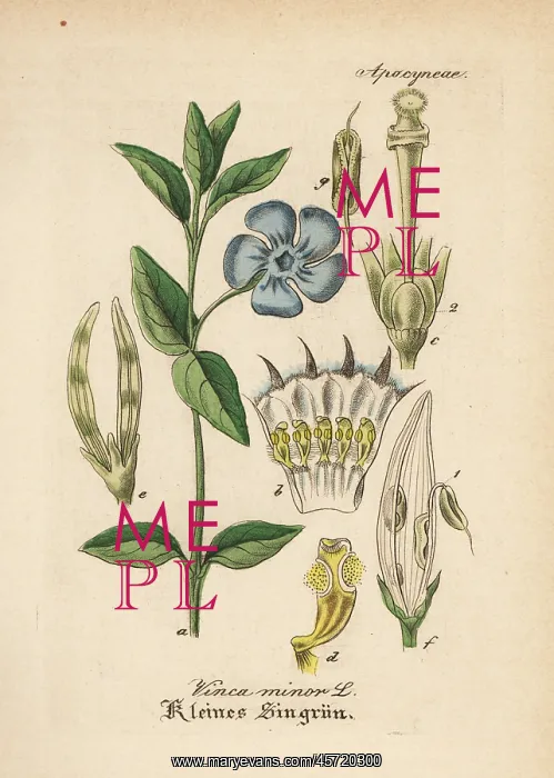 : Dwarf periwinkle, Vinca minor : Dwarf periwinkle, Vinca minor