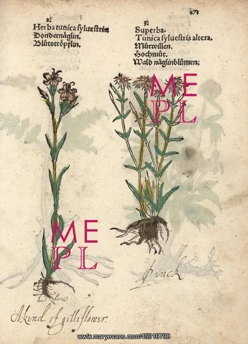 : Dwarf pink carnations, Dianthus caryophyllus : Dwarf pink carnations, Dianthus caryophyllus