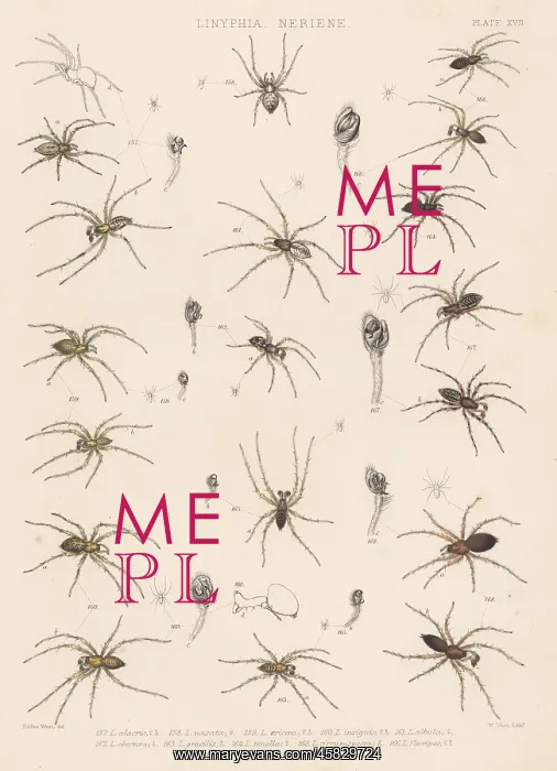 : Dwarf and sheetweb spiders : Dwarf and sheetweb spiders