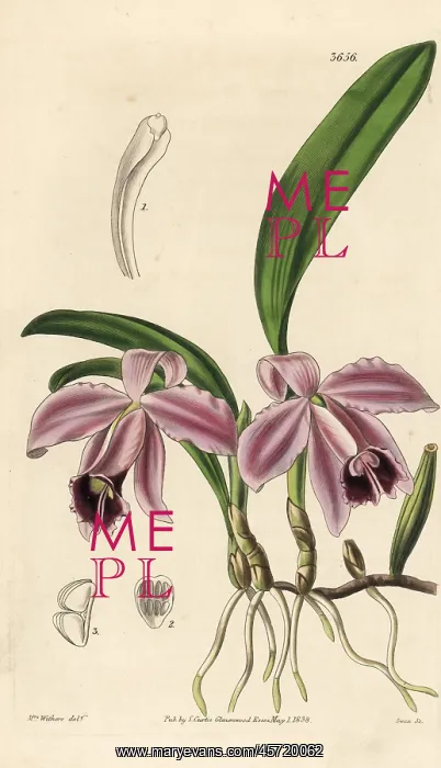  : Dwarf sophronitis orchid, Cattleya pumila