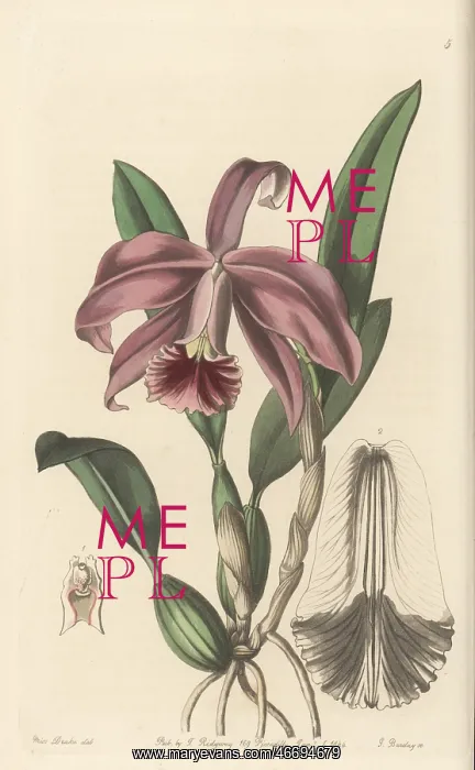 : Dwarf sophronitis orchid, Cattleya pumila : Dwarf sophronitis orchid, Cattleya pumila