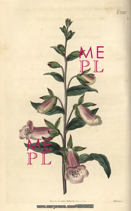 : Dwarf Spanish foxglove, Digitalis minor : Dwarf Spanish foxglove, Digitalis minor