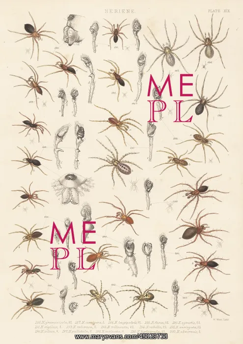 : Dwarf spiders, sheet weaver spiders, etc : Dwarf spiders, sheet weaver spiders, etc