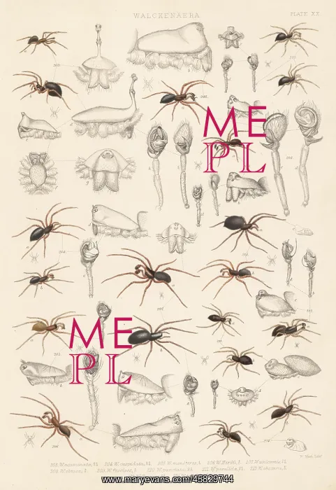 : Dwarf spiders, sheet weaver spiders, etc : Dwarf spiders, sheet weaver spiders, etc