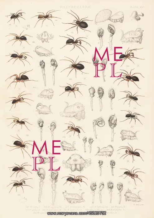 : Dwarf spiders, sheet weaver spiders, etc : Dwarf spiders, sheet weaver spiders, etc