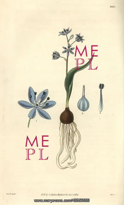 : Dwarf squill, Scilla pumila : Dwarf squill, Scilla pumila
