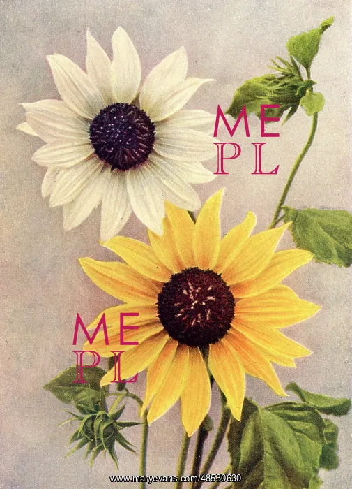 : Dwarf sunflowers : Dwarf sunflowers