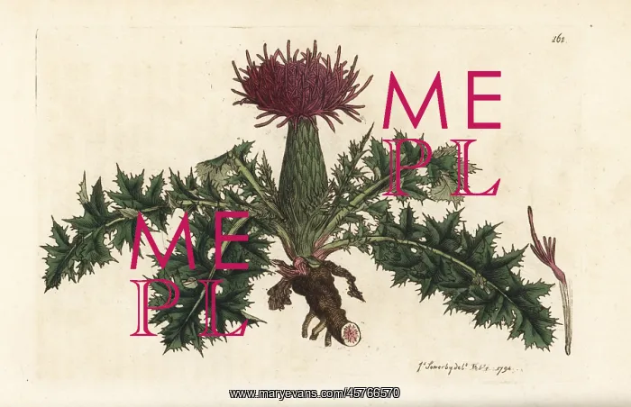 : Dwarf thistle, Cirsium acaulon : Dwarf thistle, Cirsium acaulon