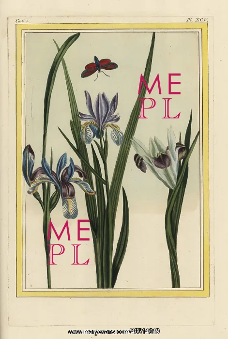 : Dwarf violet iris, Iris verna : Dwarf violet iris, Iris verna