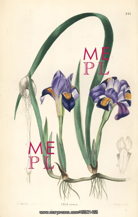 : Dwarf violet iris or vernal American flower : Dwarf violet iris or vernal American flower