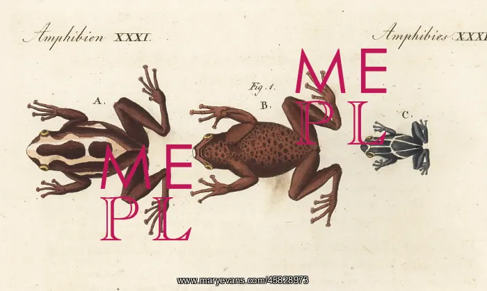 : Dyeing dart frog, Dendrobates tinctorius : Dyeing dart frog, Dendrobates tinctorius