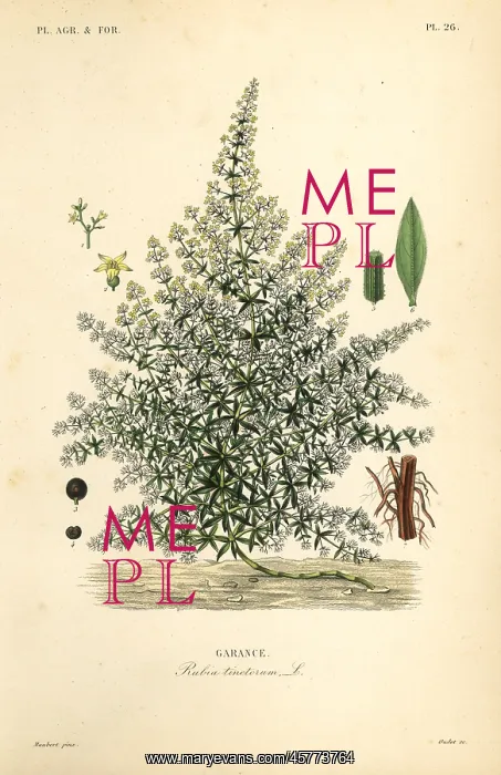 : Dyer's madder or common madder, Rubia : Dyer's madder or common madder, Rubia