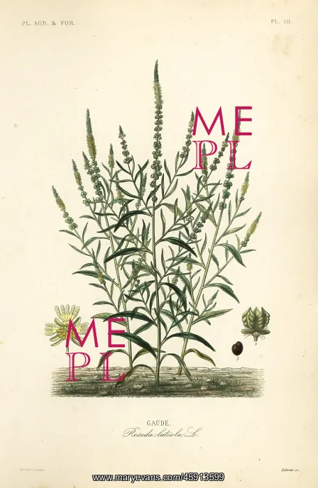 : Dyer's rocket or dyer's weed : Dyer's rocket or dyer's weed