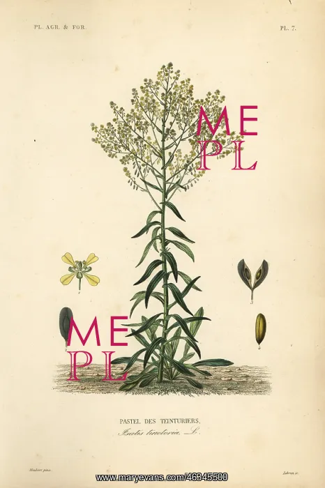 : Dyer's woad, Isatis tinctoria. Dyer's : Dyer's woad, Isatis tinctoria. Dyer's