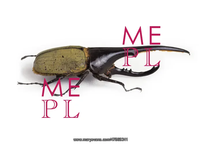 : Dynastes hercules, hercules beetle : Dynastes hercules, hercules beetle