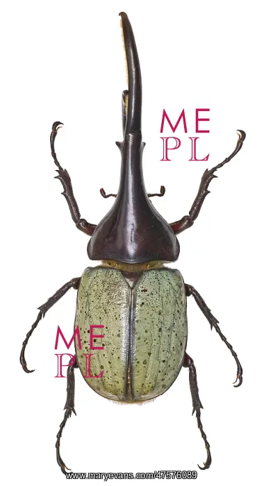 : Dynastes hercules, hercules beetle : Dynastes hercules, hercules beetle